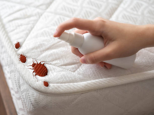 Best Spider Control Near Me  in Uhrichsville, OH