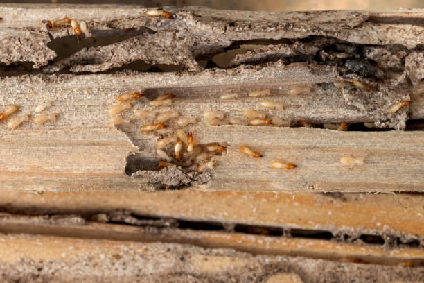 Best Local Pest Control Services  in Uhrichsville, OH